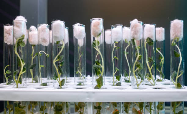 istock A plant grown in a test tube 1421417185