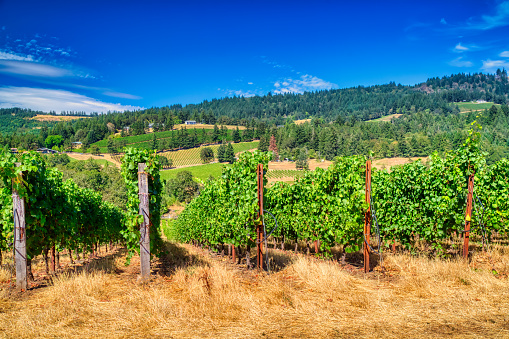 rows of grape vines in  in the Willamette valley