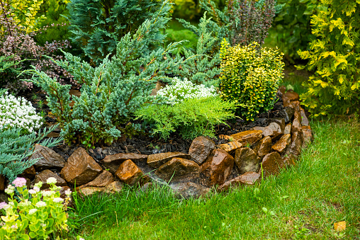 Flowerbed with evergreens, flowers among the stones in the landscape design