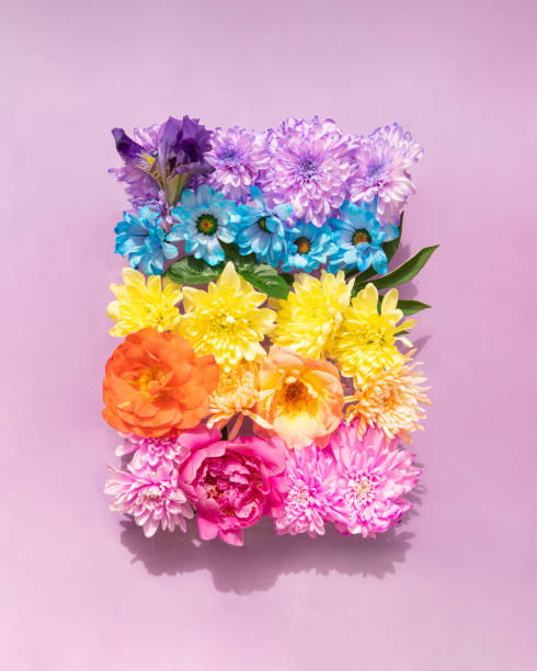 istock Colorful flowers on pastel light pink background. Creative nature concept. Minimalistic rainbow colors composition. 1421420048