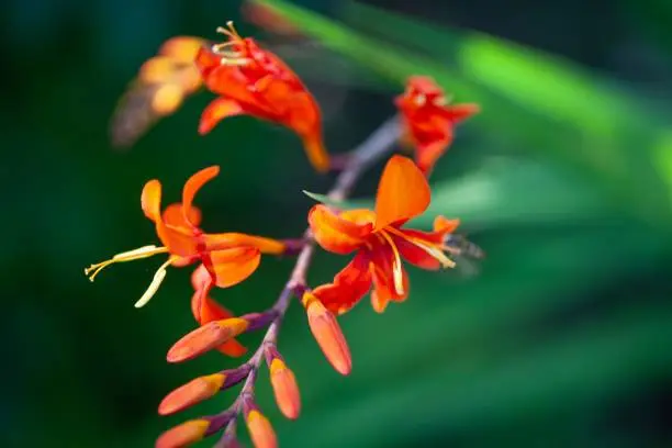 Flower of a montbretia plant, Crocosmia aurea