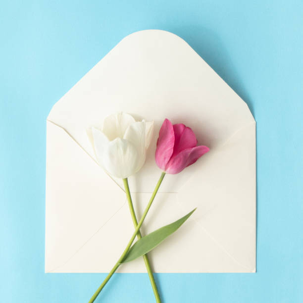 istock Minimal layout with pink and white tulips in envelope on pastel blue background. Romantic tulips and nature flat lay concept. 1421421874