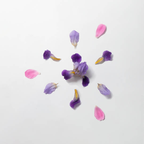 istock Creative layout with iris violet and pink rose petals on white background. Minimal flower and nature flat lay concept. 1421421957