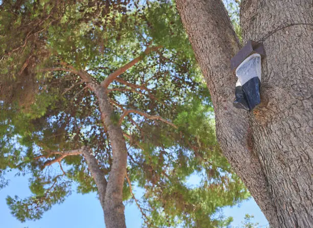 Photo of processionary trap hanging in a pine tree