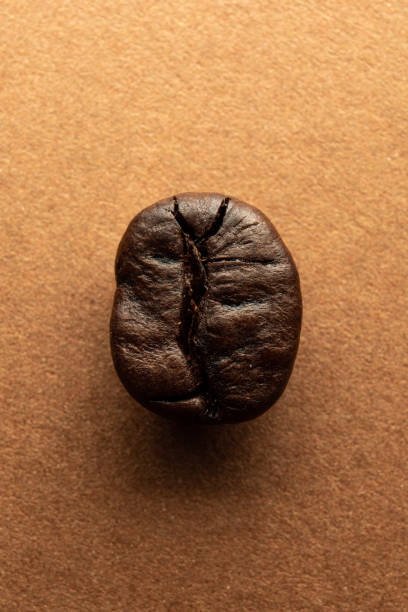 coffee bean macro - marrom - coffee crop brown bean beige - fotografias e filmes do acervo