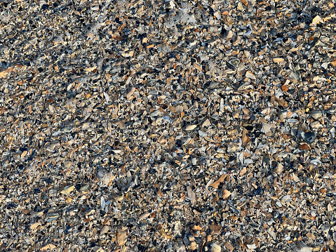 Broken shells on beach