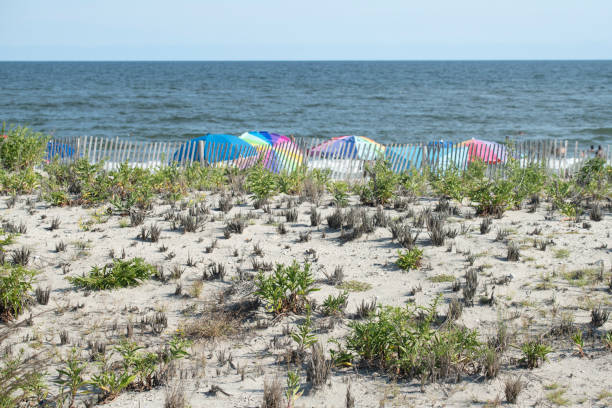 Sand dune at Ocean City, New Jersey, USA