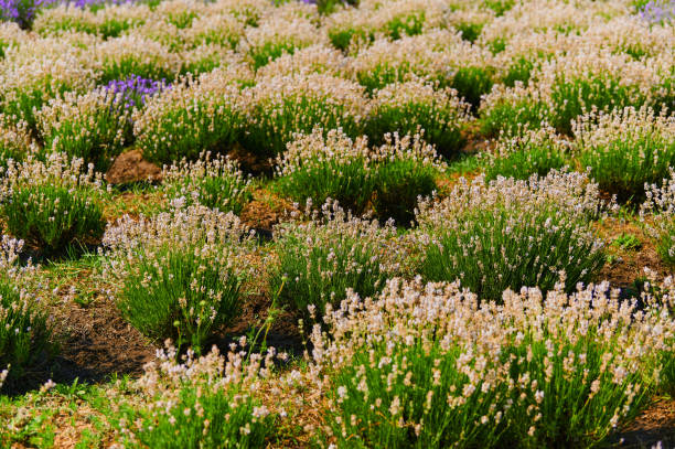 istock white lavender on the field on the farm 1421430378