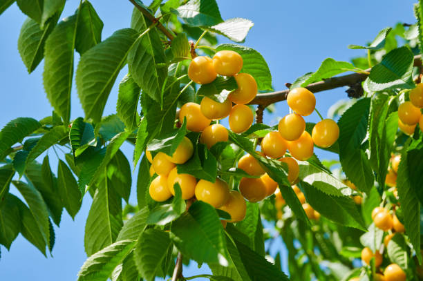 istock Ripe yellow cherries on the tree 1421430395