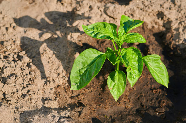 arbustos verdes brotes de pimiento - pepper bell pepper growth ripe fotografías e imágenes de stock