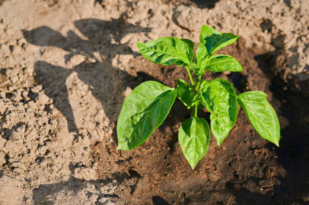 arbustos verdes disparam de pimentão - pepper bell pepper growth ripe - fotografias e filmes do acervo