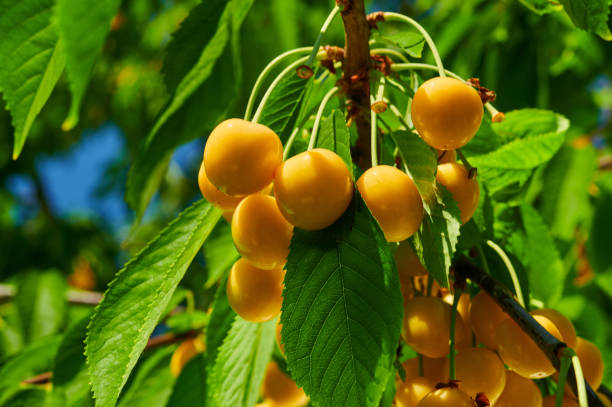 istock Ripe yellow cherries on the tree 1421431909