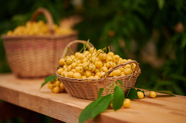istock Ripe yellow cherries in a wicker basket 1421431990