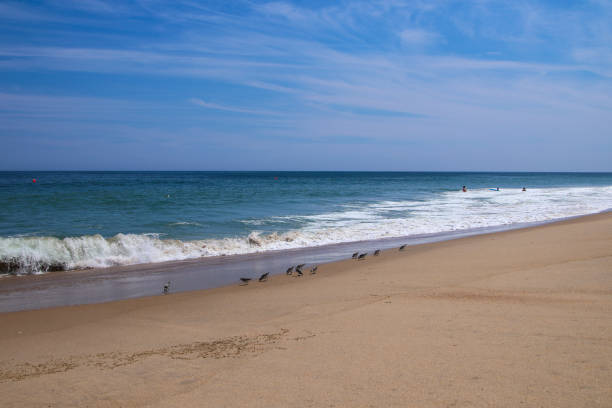 istock Line of Sandpiper Birds at the Beach 1421433063