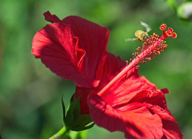 istock Bee dining on hibiscus flower pollen 1421433099