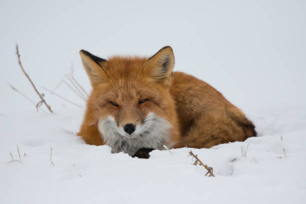 istock Cute red fox  in Northern Canada 1421433568