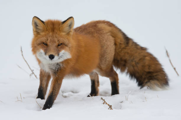 istock Cute red fox in Northern Canada 1421433570