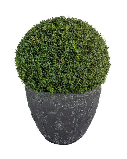 istock round shape shrub boxwood in tub 1421434628