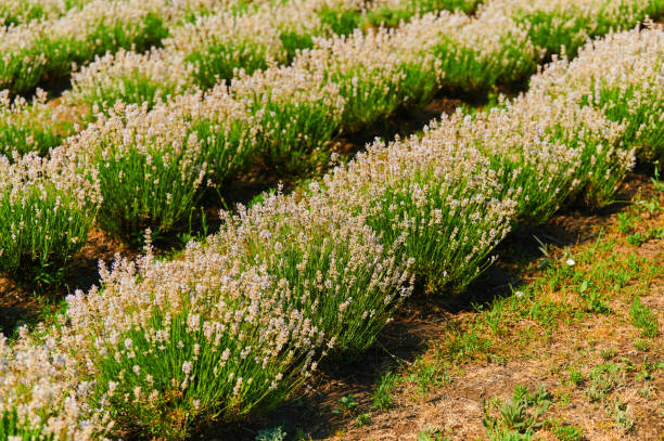 istock white lavender on the field on the farm 1421434638