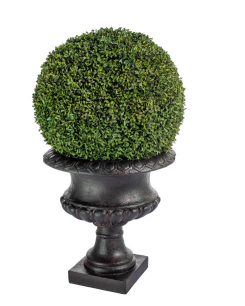 istock round shape shrub boxwood in tub 1421434656