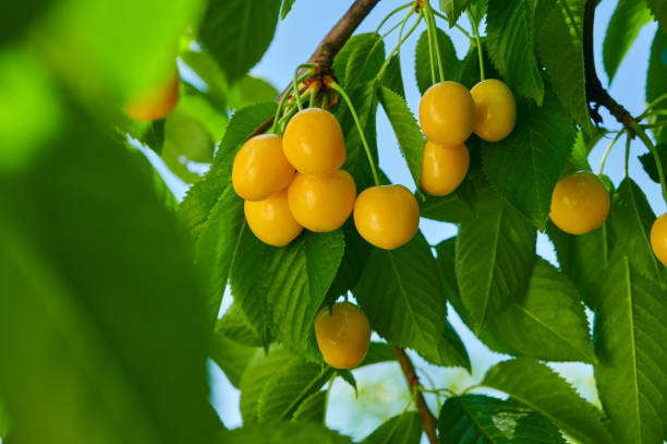 istock Ripe yellow cherries on the tree 1421434668