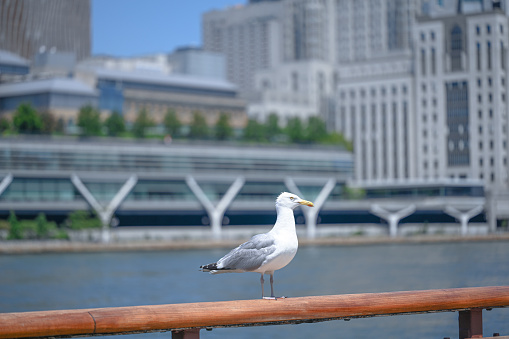 Seagull in Manhattan