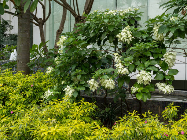 Greenery Decoration Outside an Office Building