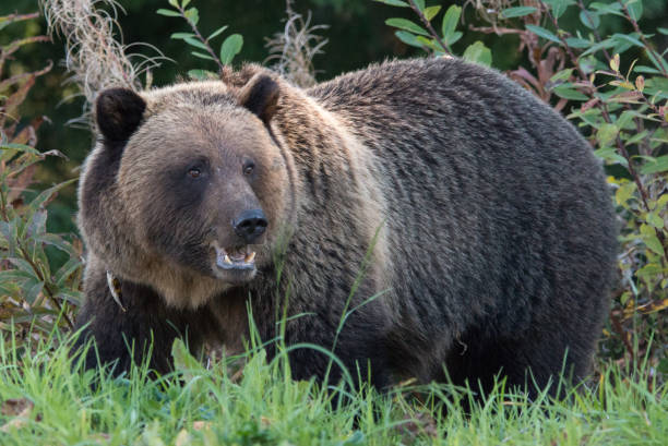 istock Grizzly bear in Canada 1421436337
