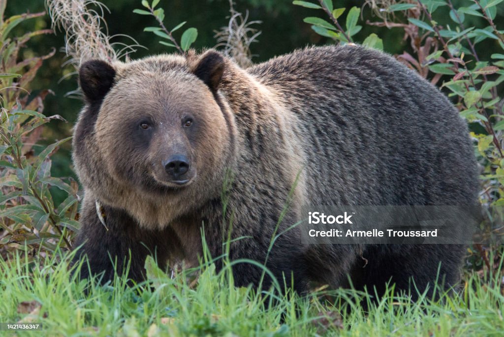 Grizzly au Canada - Photo de Amérique du Nord libre de droits Grizzly au Canada - Photo de Amérique du Nord libre de droits