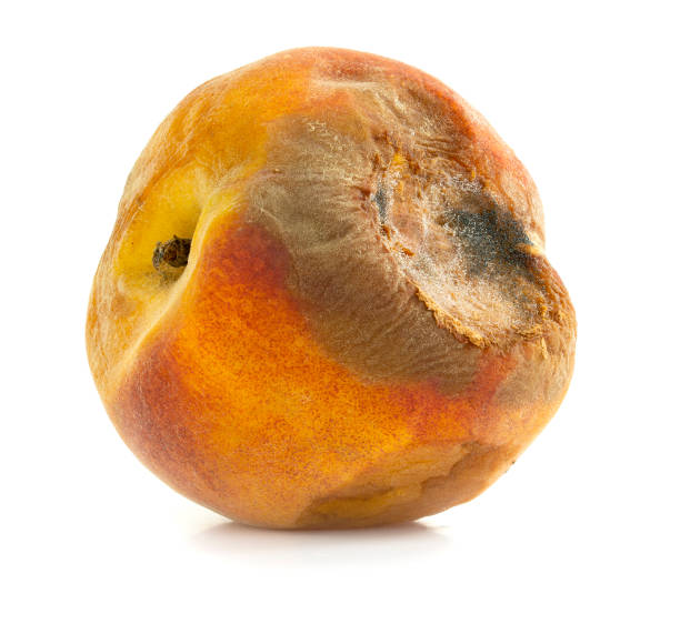 istock Rotten peach isolated on a white background 1421439460