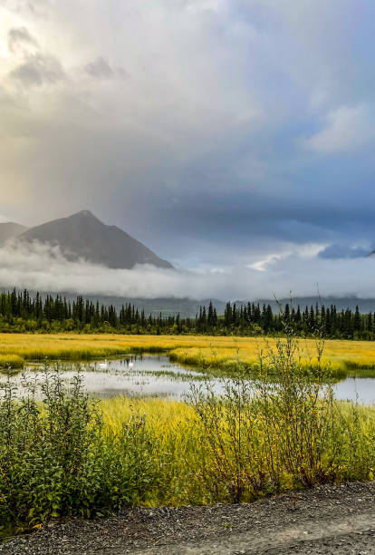 istock Swans floating on a pond in Wrangell st Elias national park 1421441080