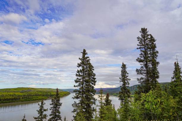 река юкон и ели ситки, аляска, сша - forest alaska plant sitka spruce стоковые фото и изображения