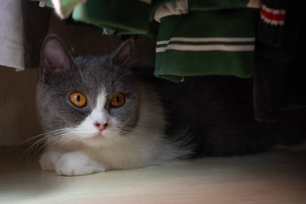 istock cute british shorthair cat hiding in a wardrobe 1421442346