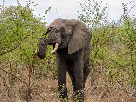 Large  African elephant foraging in the savannah (grabbing the vegetation with its trunk).  South African safari.