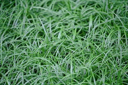 Close up of grass, full frame