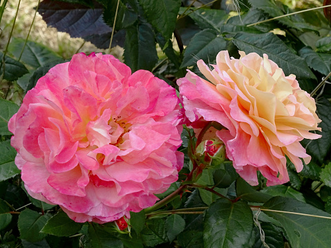 A close-up depiction of a pair of roses, shot on a public park of Dusseldorf, Germany, in early July of 2022.
