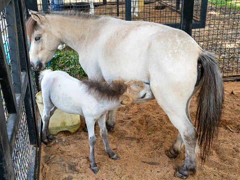 A small white foal with dark hair is feeding from its mother inside a black metal sandy stable.