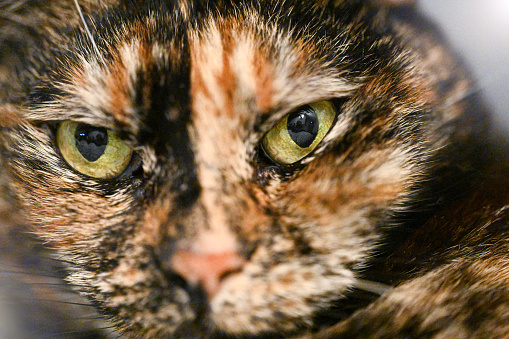 The black and orange Scottish fold cat looks straight with green eyes. International Cat Day