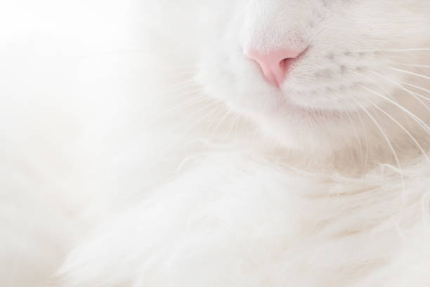 istock white fluffy cat close up muzzle, focus on pink nose 1421448936