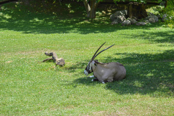 An Oryx Gazella, resting on the green grass