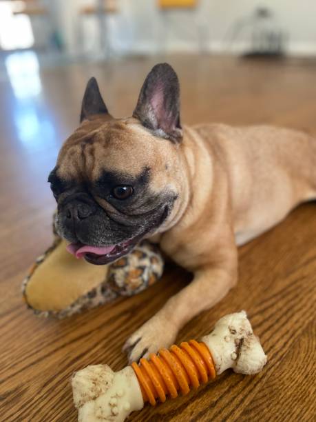 istock French Bulldog and her favorite bone 1421454930