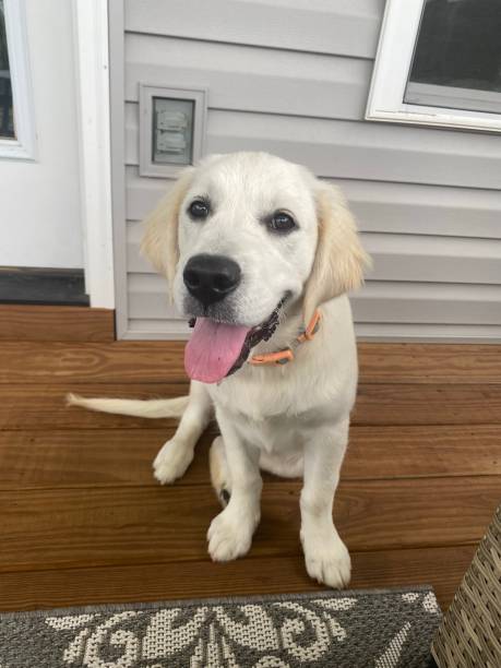 istock Golden Retriever Puppy Smile 1421455240