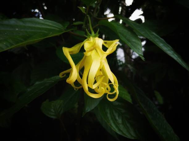 Cananga odorata or ylang Cananga odorata or ylang is the name for the type of flower and tree that produces it ylang ylang stock pictures, royalty-free photos & images