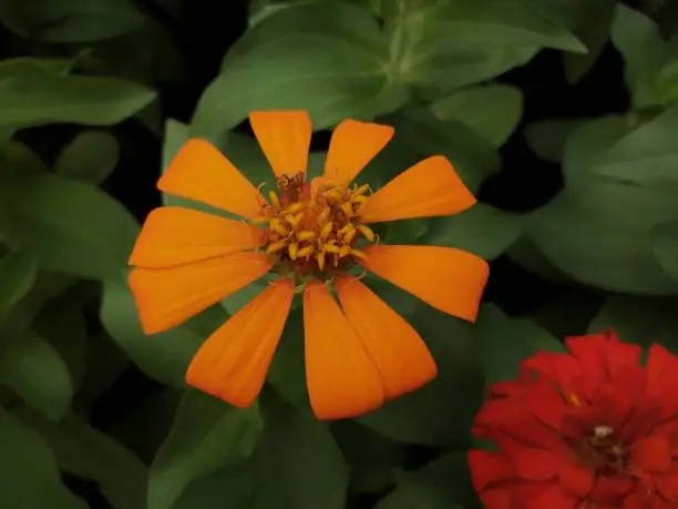 Common Zinnia or Zinnia elegans is one of the most famous flowering annuals of the genus Zinia