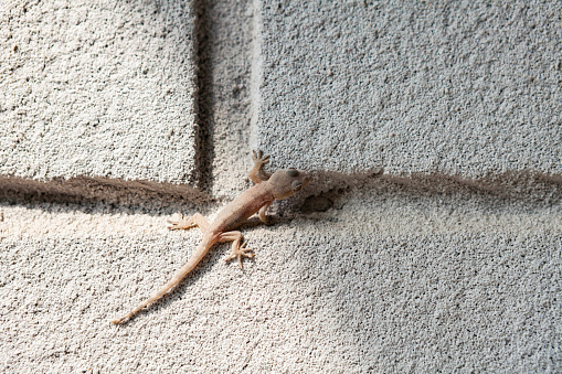 A baby gecko crawling on a brick wall