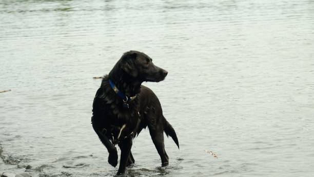 istock Photo of Dog 1421459494