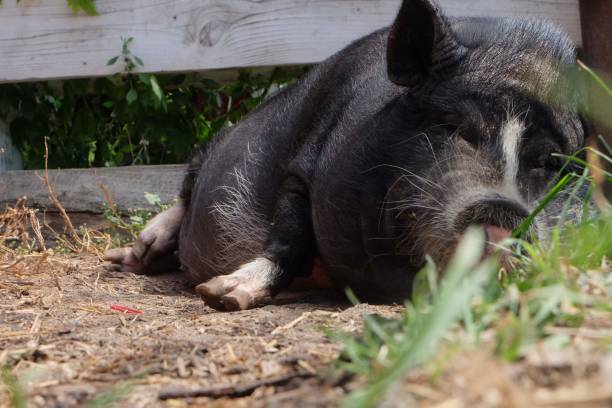 istock Photo of Pig 1421459496