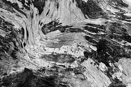 Black and white abstract tree trunk wood texture. Natural background.