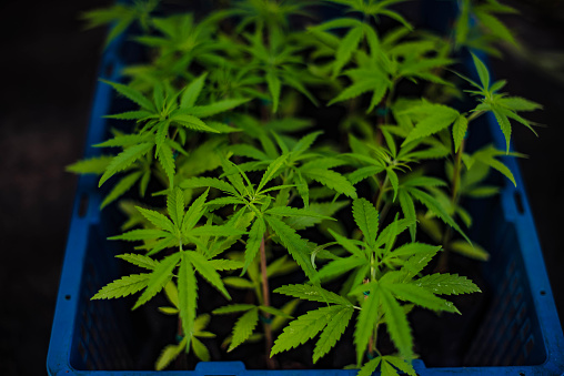 Small cannabis plants in baskets for sale in the Naklua market, Pattaya, Thailand.