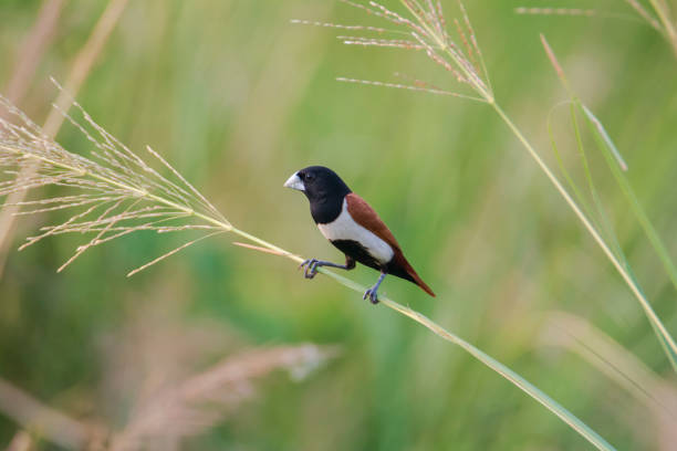 istock Tricoloured Munia on the branch in nature. 1421463145